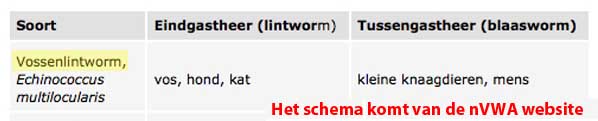 De tussengastheren en gastheren van de vossenlintwormen